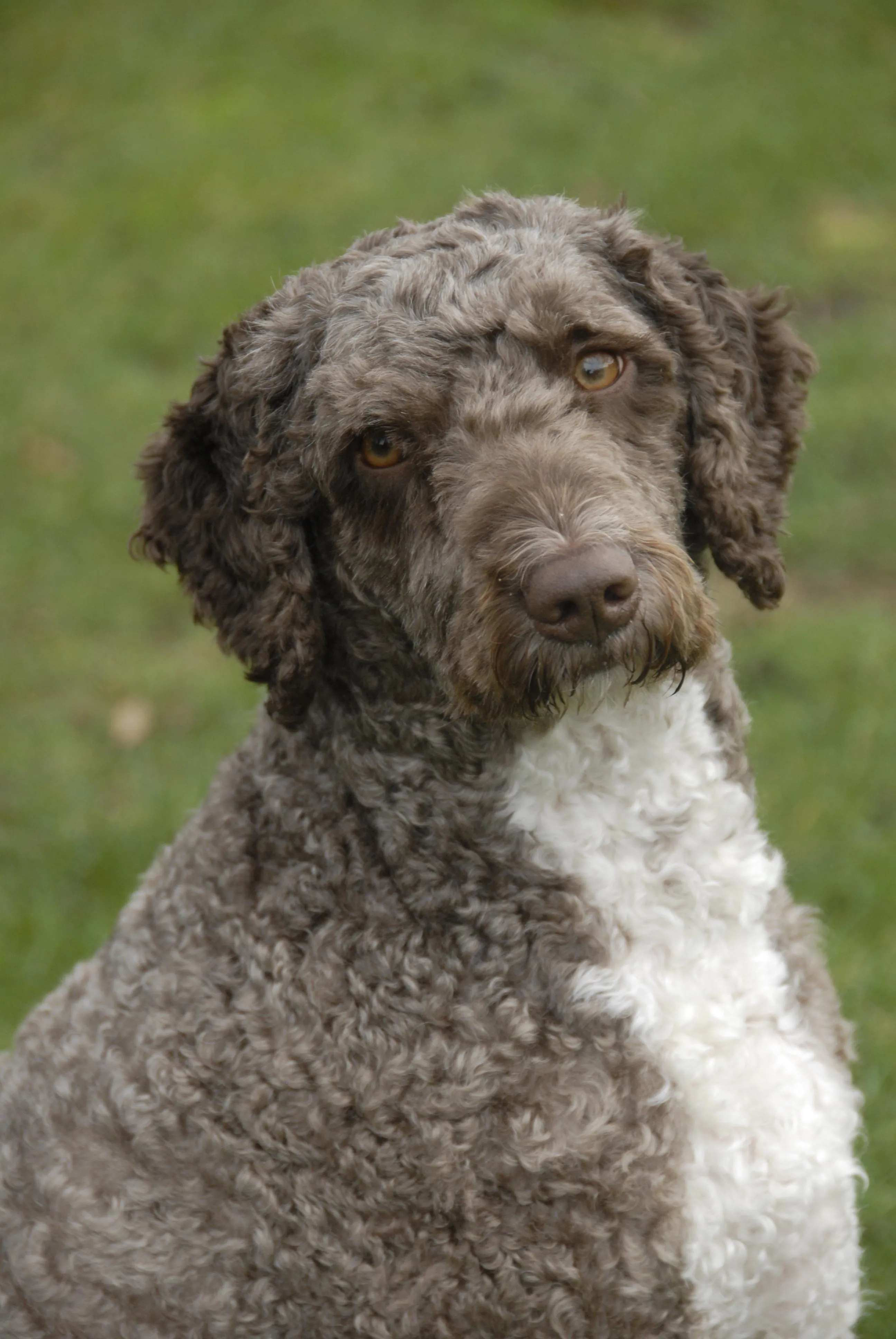 Cara, de Spaanse waterhond van Elias